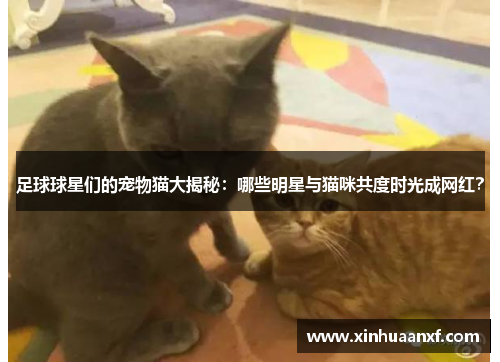 足球球星们的宠物猫大揭秘：哪些明星与猫咪共度时光成网红？